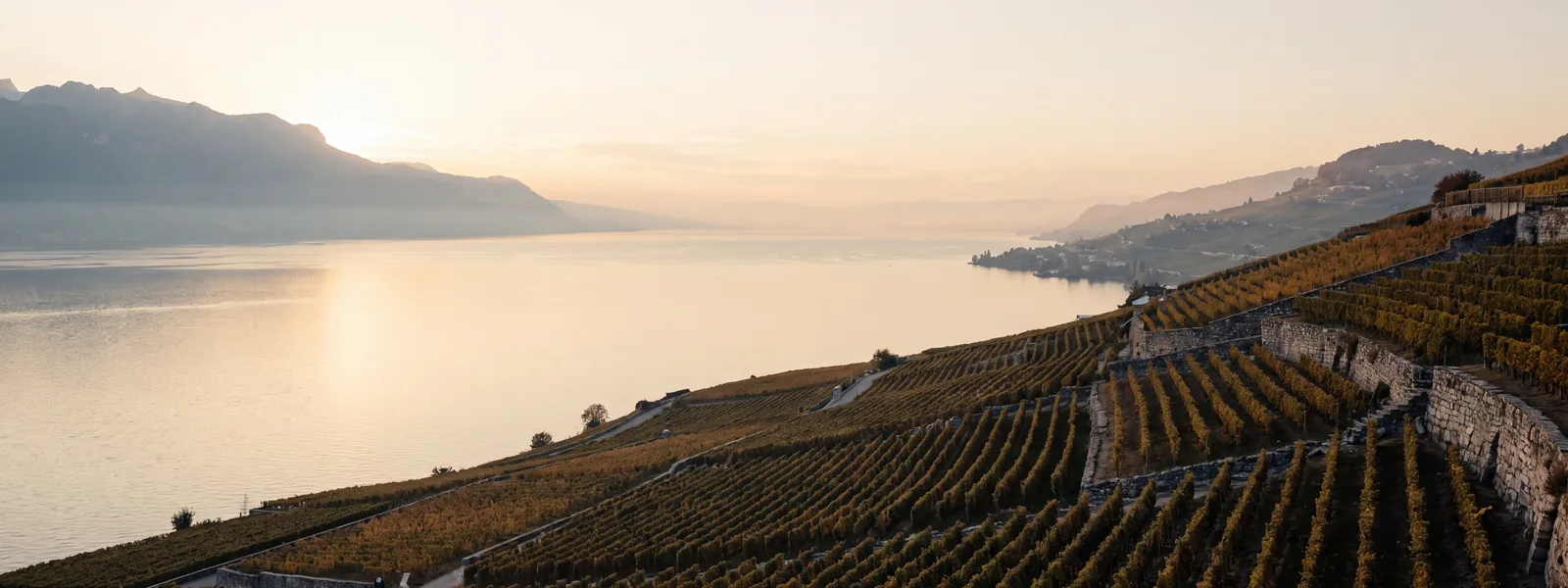Des vignes en terrasses descendent vers le lac Léman en fin de journée.